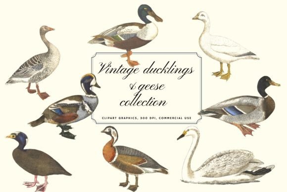 Vintage Ducklings and Geese Collection: A Designer's Guide